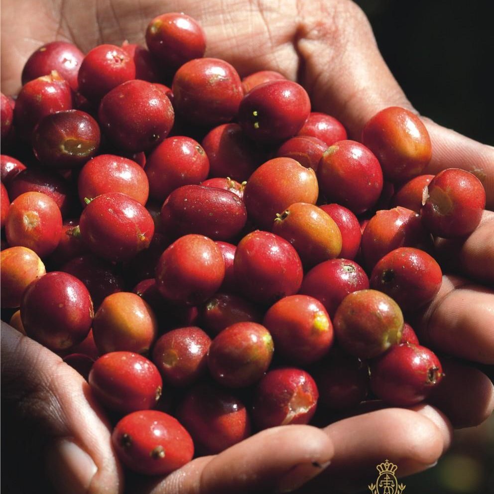 DALLMAYR KADRAKI 08 DALLMAYR KADRAKI 08